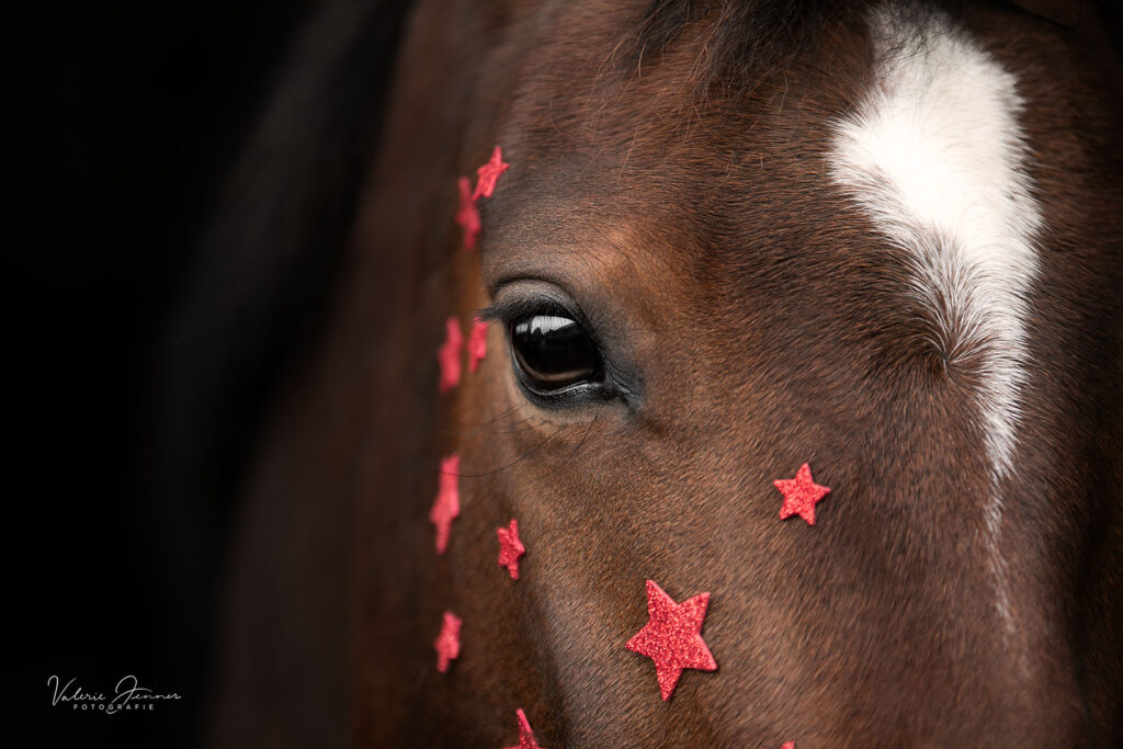 close_up_pferdeauge