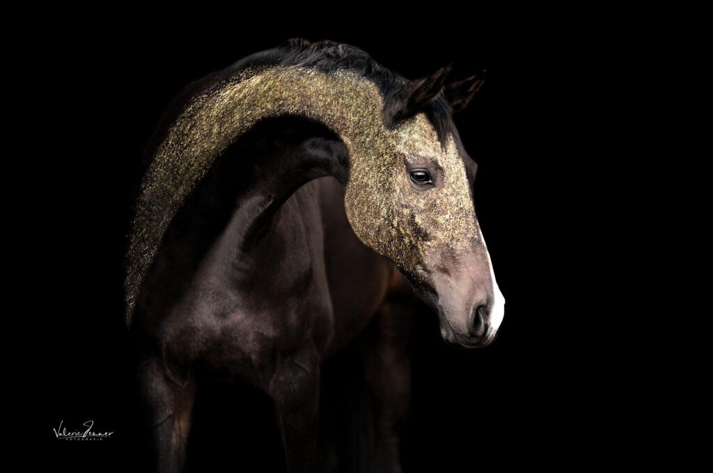 glamour_horse_pferdefotografie