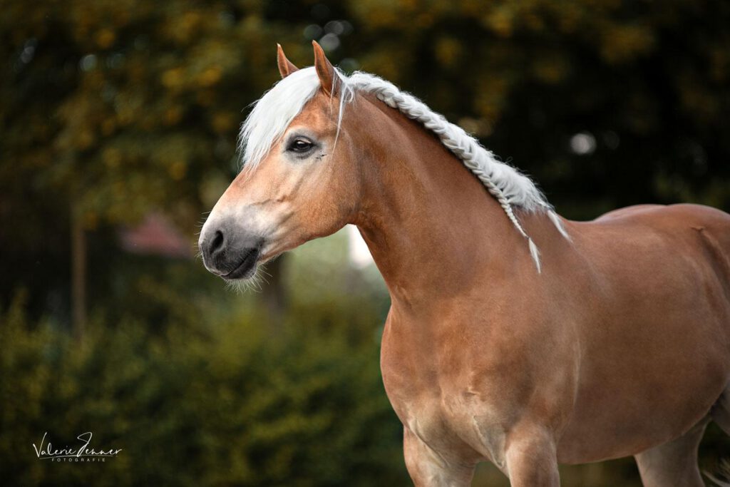 haflinger