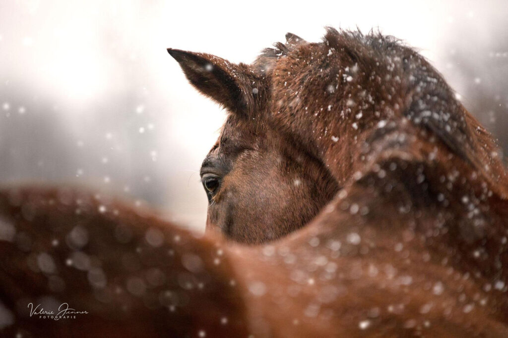 pferd-im-schnee