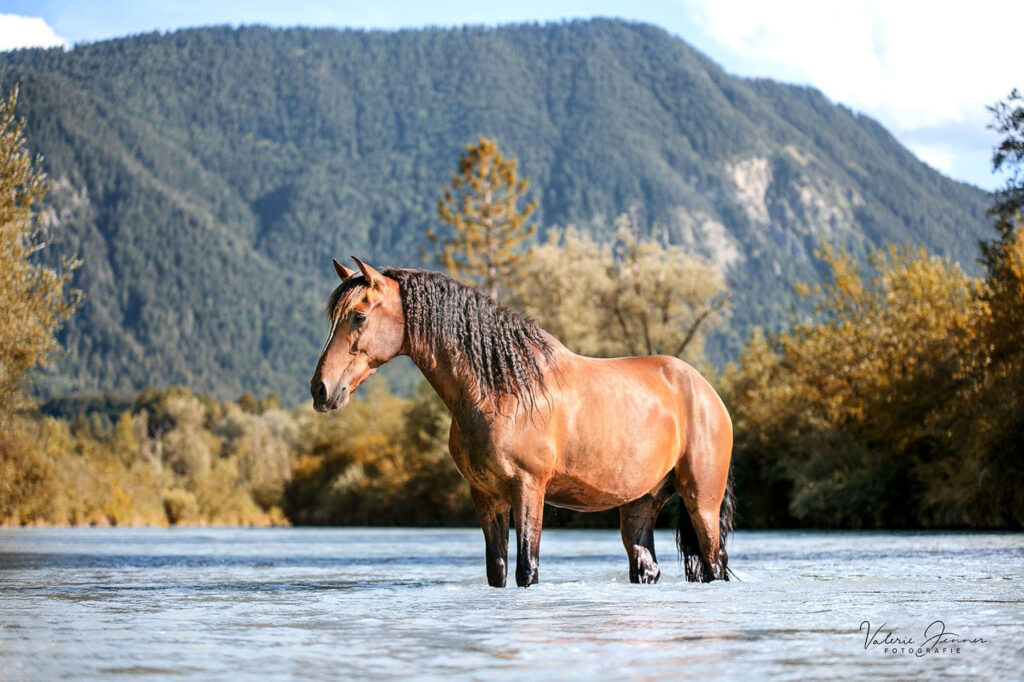 pferd-im-wasser