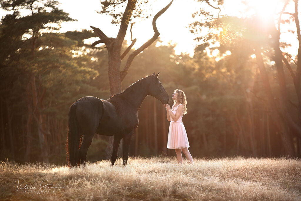 pferd_heide_sonnenuntergang