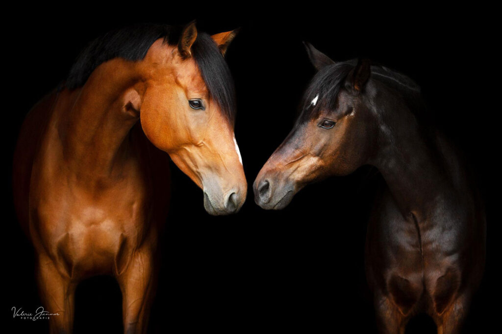 schwarzer-hintergrund-pferde